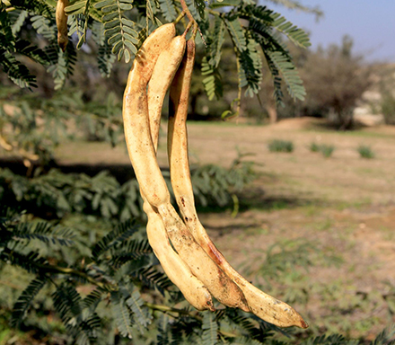 מתוקים ומזיקים - פירות הינבוט. צילום: יעקב שקולניק, ארכיון הצילומים של קקל